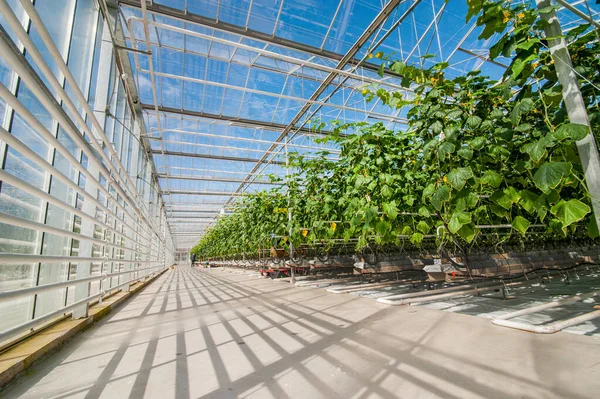 現代の温室内のキュウリの列 野菜の栽培 ガラス製のデザイン 床の影 — ストック写真