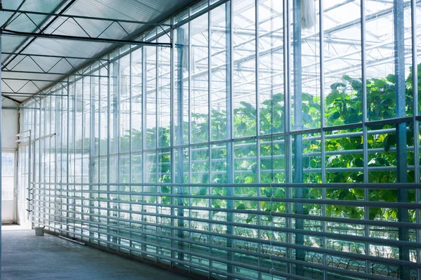 Rows Cucumbers Modern Greenhouse Growing Vegetables View Glass — Stock Photo, Image