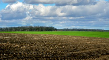 Ukrayna 'nın bulutlu gökyüzü ile tepelik arazide panoramik tarlalar ve bir buğday tarlası.