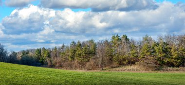 Ormanda buğday ve çam yeşili, baharda manzara