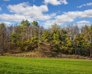 Kış buğdayından yeşil çayır ve çam ormanlı mavi gökyüzü.