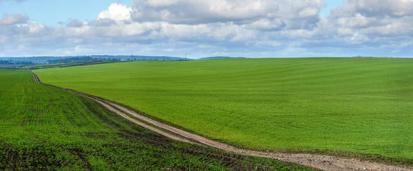 Camino Tierra Través Campo Trigo Invierno Terreno Montañoso Primavera Con — Foto de Stock