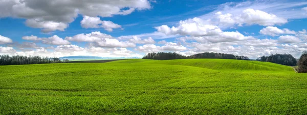 Panoramiczny Widok Pola Pszenicy Ozimej Pagórkowatym Terenie Wiosną Zachmurzonym Niebem — Zdjęcie stockowe