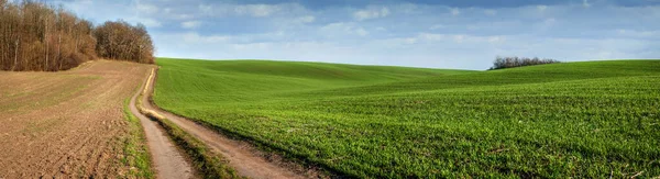 Frühlingslandschaft Grüne Felder Auf Winterlichen Weizenhügeln Feldweg Waldnähe Und Wolkenverhangener — Stockfoto