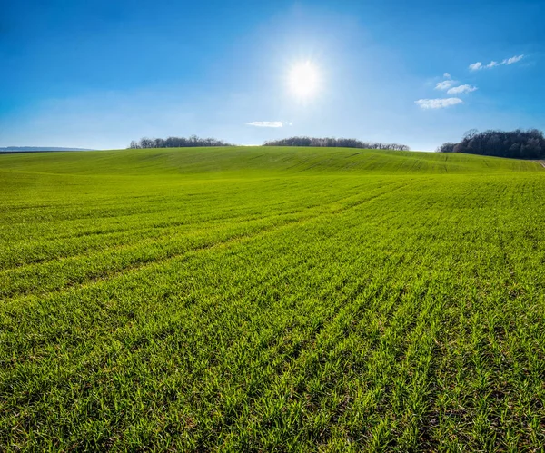 春天里 一排排冬小麦丘陵地带 阳光直射 天空阴云密布 — 图库照片
