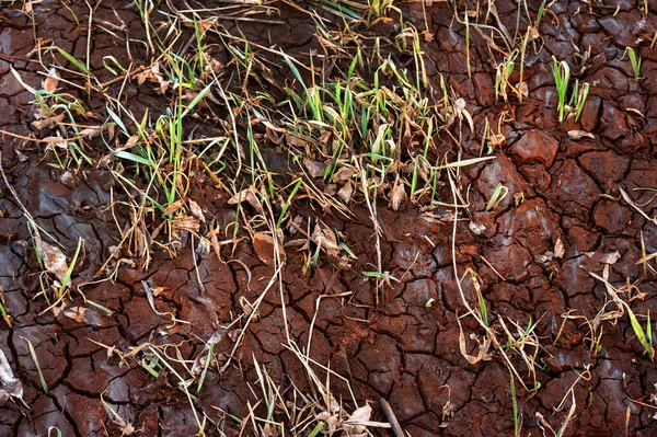 Pęknięta Sucha Ziemia Susza Wysuszona Kałuża Czerwony Jak Mars Terrellita — Zdjęcie stockowe