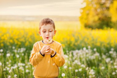 Sarı tişörtlü çocuk sarı kolza tohumu tarlasında karahindiba üflüyor.