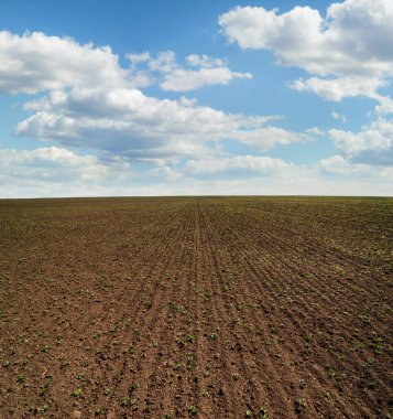 Sıralar halinde soya fasulyesi filizleri, ilkbaharda baklagiller, iniş tarihinden bir ay sonra