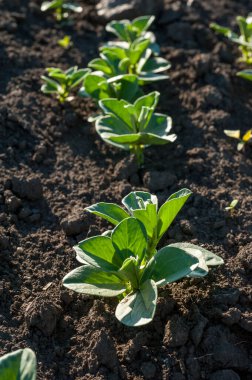 İlkbaharda tarlada taze yeşil soya bitkileri, iniş tarihinden bir ay sonra.
