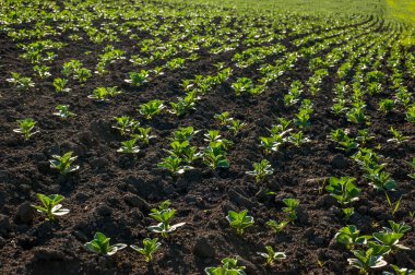 İlkbaharda tarlada taze yeşil soya bitkileri, seçici bir odak noktası