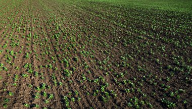İlkbaharda tarlada taze yeşil soya bitkileri, seçici bir odak noktası