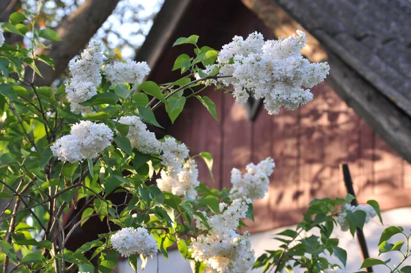 Duftende Weiße Lockige Fliederblüte Frühling Auf Dem Alten Bauerngarten — Stockfoto