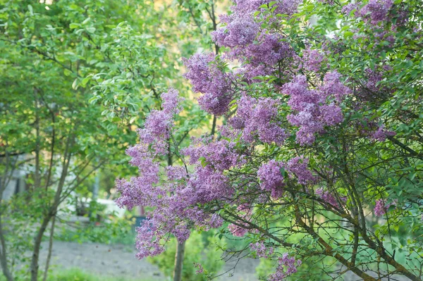 Krzak Pachnący Kędzierzawy Kwiat Lilii Wiosną Starym Ogrodzie — Zdjęcie stockowe