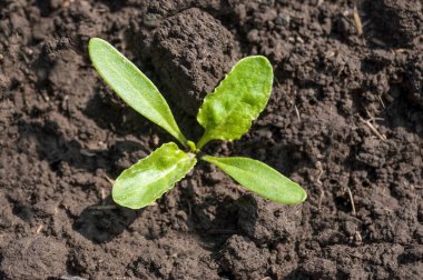 Bahar zamanı genç şeker pancarı filizlerini kapatın.