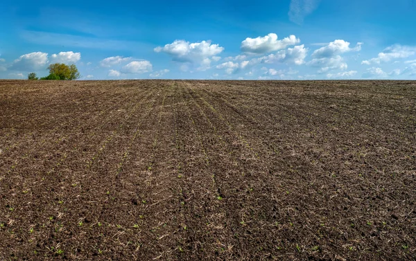 field of sugar beet in spring, young sprouts and sky on the horizon
