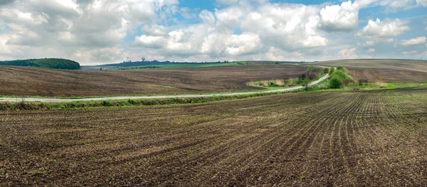 panoramic view of field with sugar beet in spring, young sprouts and sky