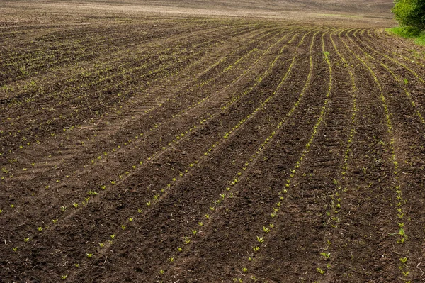 Brotes Jóvenes Líneas Hileras Campo Remolacha Azucarera Primavera —  Fotos de Stock