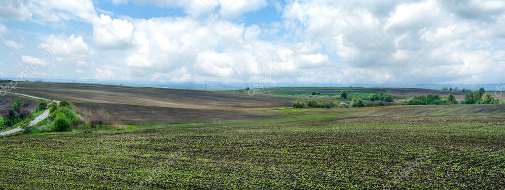 big panorama of agricultural field with growing sugar beets. Beetroot sprouts