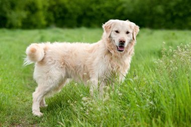 Genç ve aktif Golden Retriever yazın çimenlerde oynuyor.
