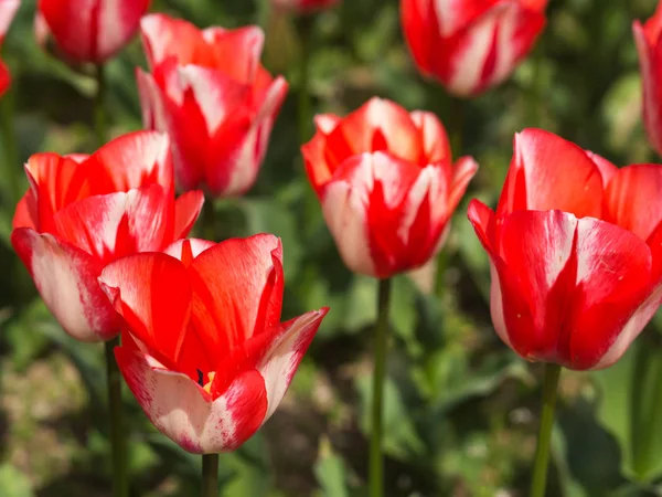 The tulip which colors spring Royalty Free Stock Photos