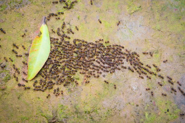 Hareket Bulanıklığı üstten görünüm hareket swarm karıncalar kir moss ile ben