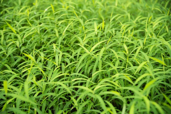 Para zielony trawa liście świeże charakter tle — Zdjęcie stockowe