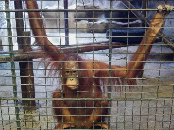 Sad ape or monkey is in the cage. Animal abuse, neglect and crue