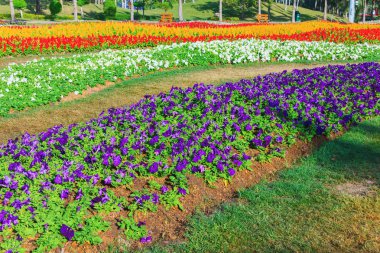 güzel taze çiçek Bahçe kamu