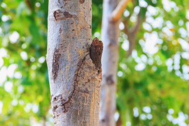 taze ağacının gövde bölümü