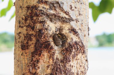 taze ağacının gövde bölümü
