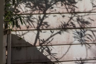 yaprak ağaç gölge evin duvarında