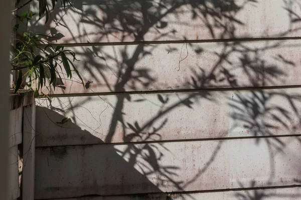 leaf tree shadow on wall of house