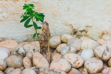 Beyaz taş ağaç yaprak yeşil