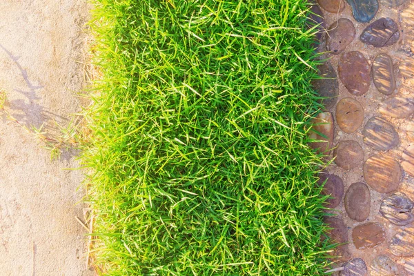 Green Grass Sunlight — Stock Photo, Image