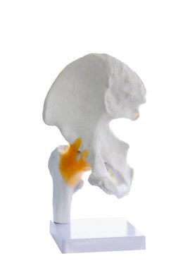 İnsan eli ve bağ modelleri beyaz arkaplan bilgisini öğretmek için