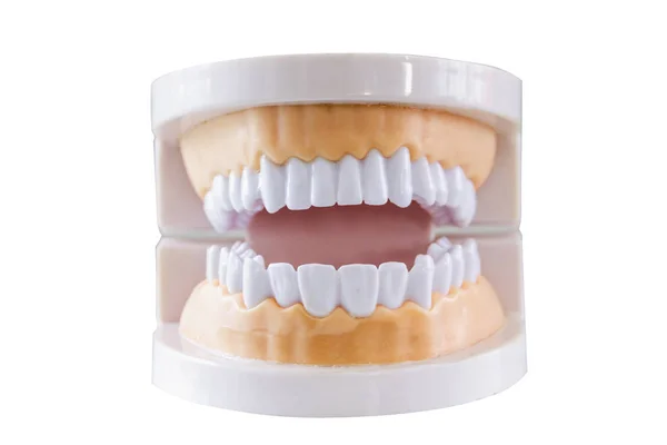 Mänskliga Tänder Modeller För Att Undervisa Kunskap Med Vit Bakgrund — Stockfoto