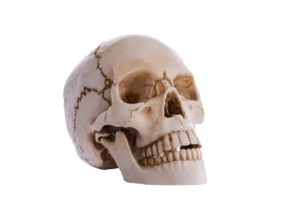 Old Skull Model White Background — Stock Photo, Image