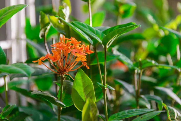 Red Ixora Coccinea Flower Stem Branch Home Garden — Stock Photo, Image