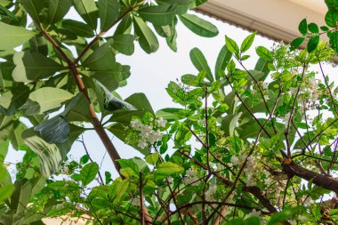 beyaz su yasemini dallarda açık renk gölgeli ev bahçesinde yansır, stil karınca vuruşu