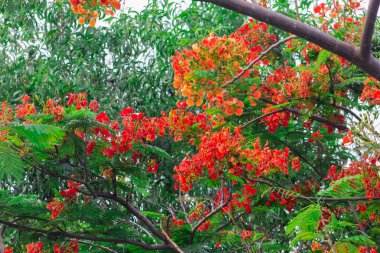 Delonix regia çiçeği gökyüzü arka planında yeşil yapraklı