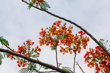 Delonix regia çiçeği gökyüzü arka planında yeşil yapraklı
