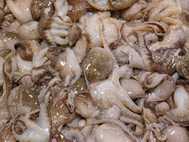 mutfakta yemek için ahtapot dokusuna