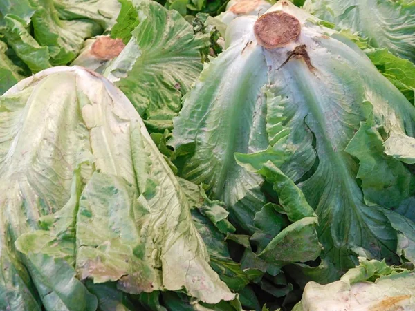 Textuur van de groenten in de tuin — Stockfoto