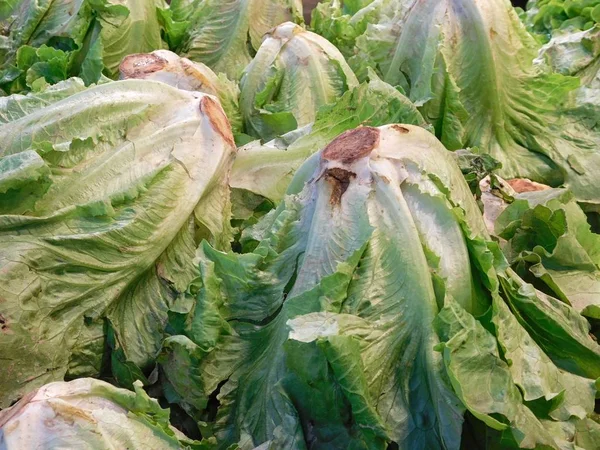 庭で野菜の質感 — ストック写真