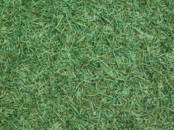 屋外の芝生の草のテクスチャ — ストック写真