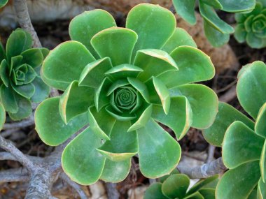 yeşil bitki yakın çekim