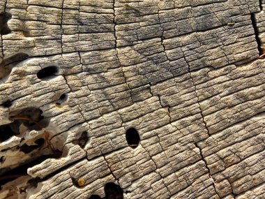 doku ağaç gövdesi bahçede