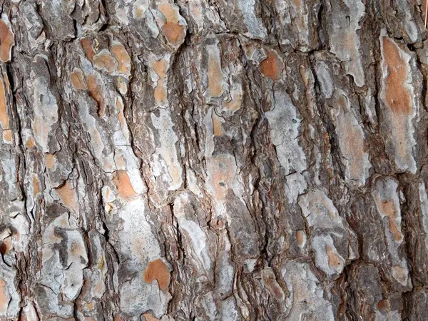Textura árvore tronco no jardim — Fotografia de Stock