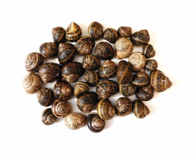 salyangoz mutfakta beyaz arka plan üzerinde