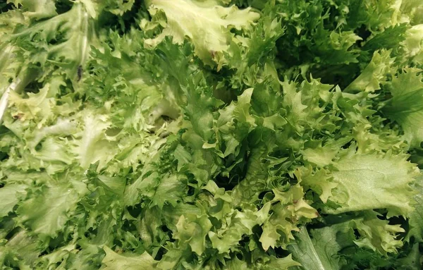 Salade textuur buiten in de tuin — Stockfoto